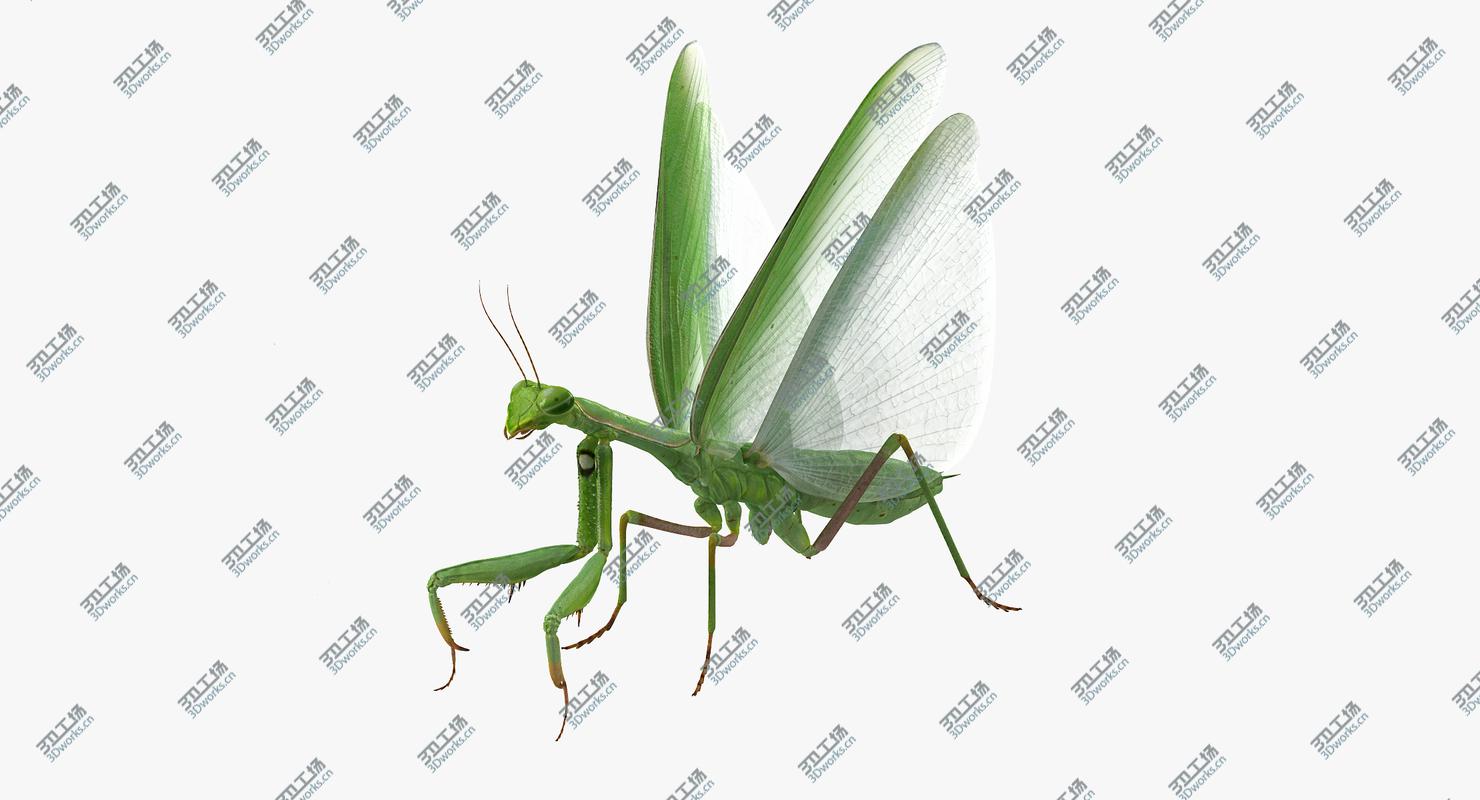 images/goods_img/2021040163/3D European Mantis Rigged with Fur model/3.jpg